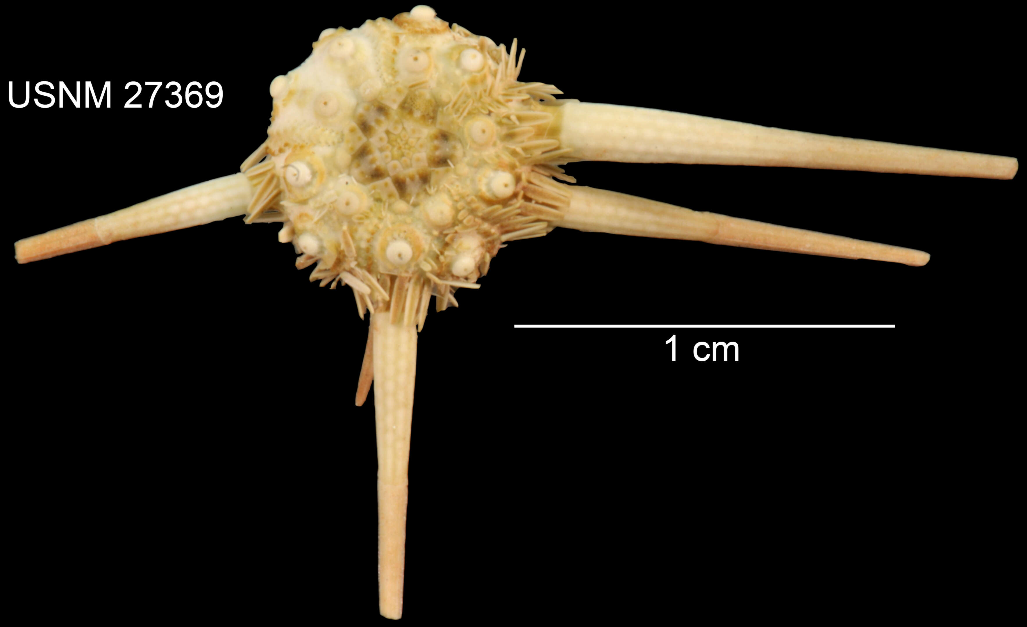 Image de Acanthocidaris hastigera A. Agassiz & H. L. Clark 1907