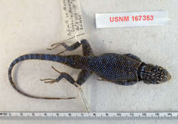Image of Blue-spotted Spiny Lizard