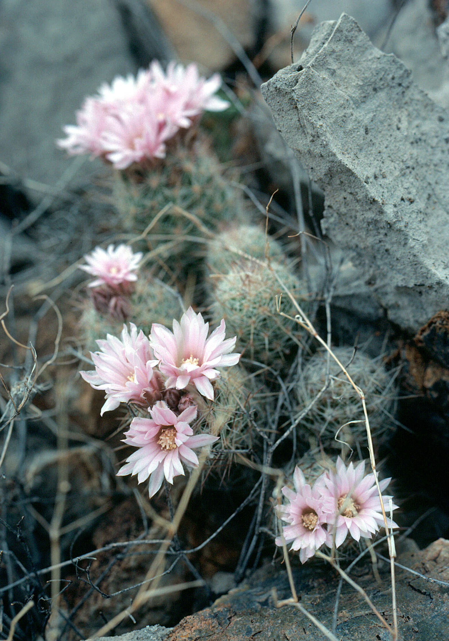 Image of whitecolumn foxtail cactus