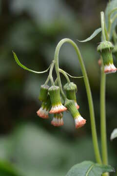 Image of ragleaf