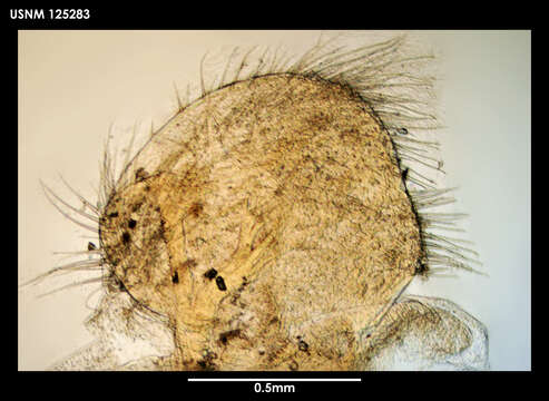 Image of Litoscalpellum simplex Newman & Ross 1971