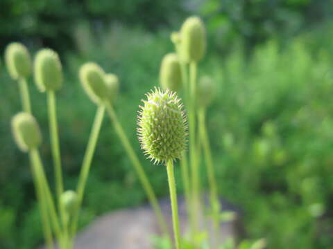 Image of tall thimbleweed