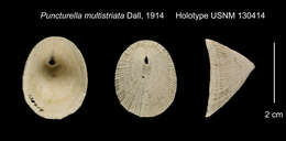 Image of Puncturella multistriata Dall 1914