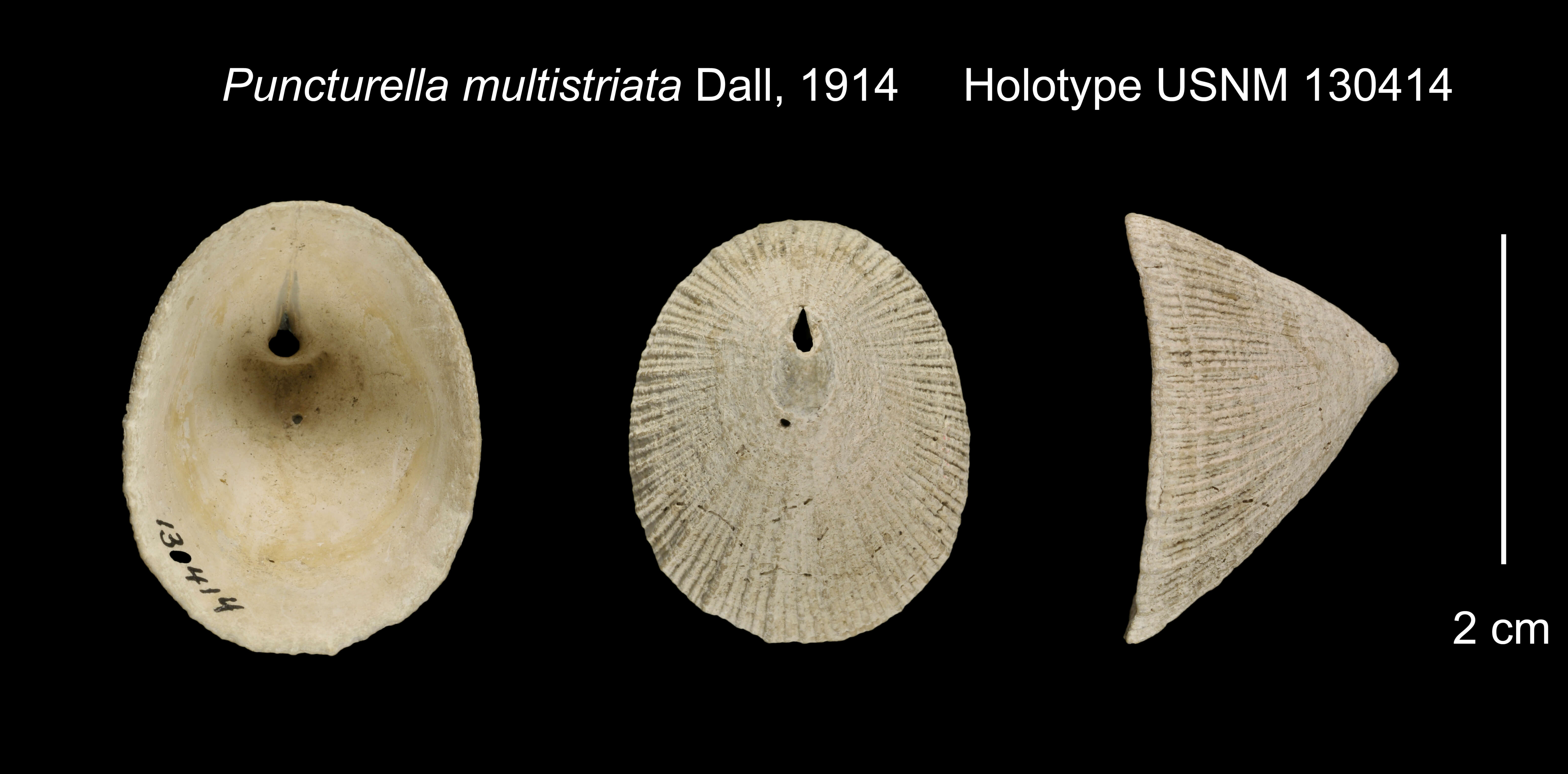 Imagem de Puncturella multistriata Dall 1914