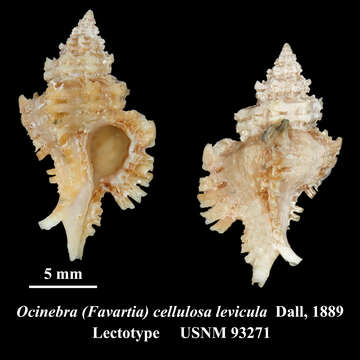 Image of Ocinebra (Favartia) cellulosa levicula Dall
