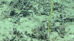 Image of compact bamboo coral