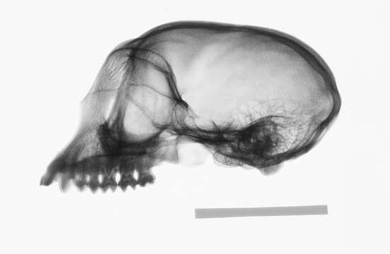 Plancia ëd Trachypithecus cristatus cristatus (Raffles 1821)