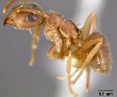 Image of Small black ant