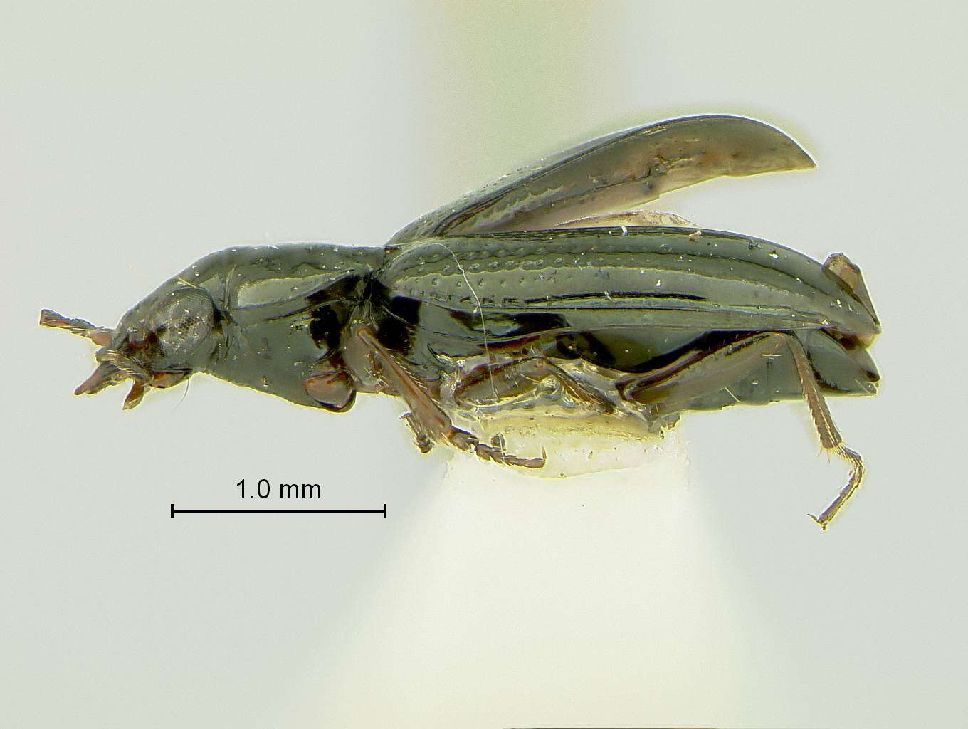 Image of Bembidion (Metallina) dyschirinum Le Conte 1861