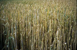 Image of Triticum L.