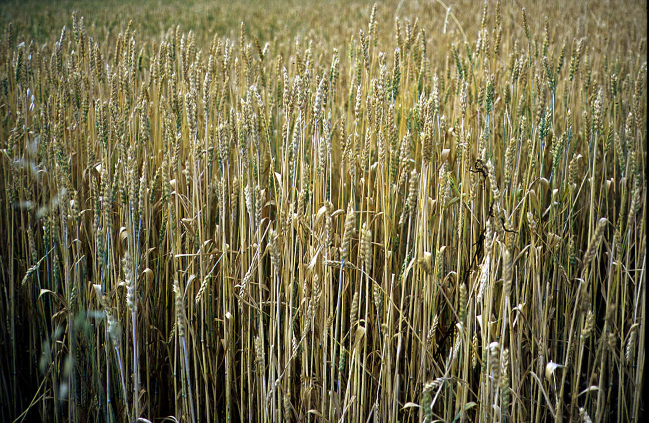 Image of Triticum L.