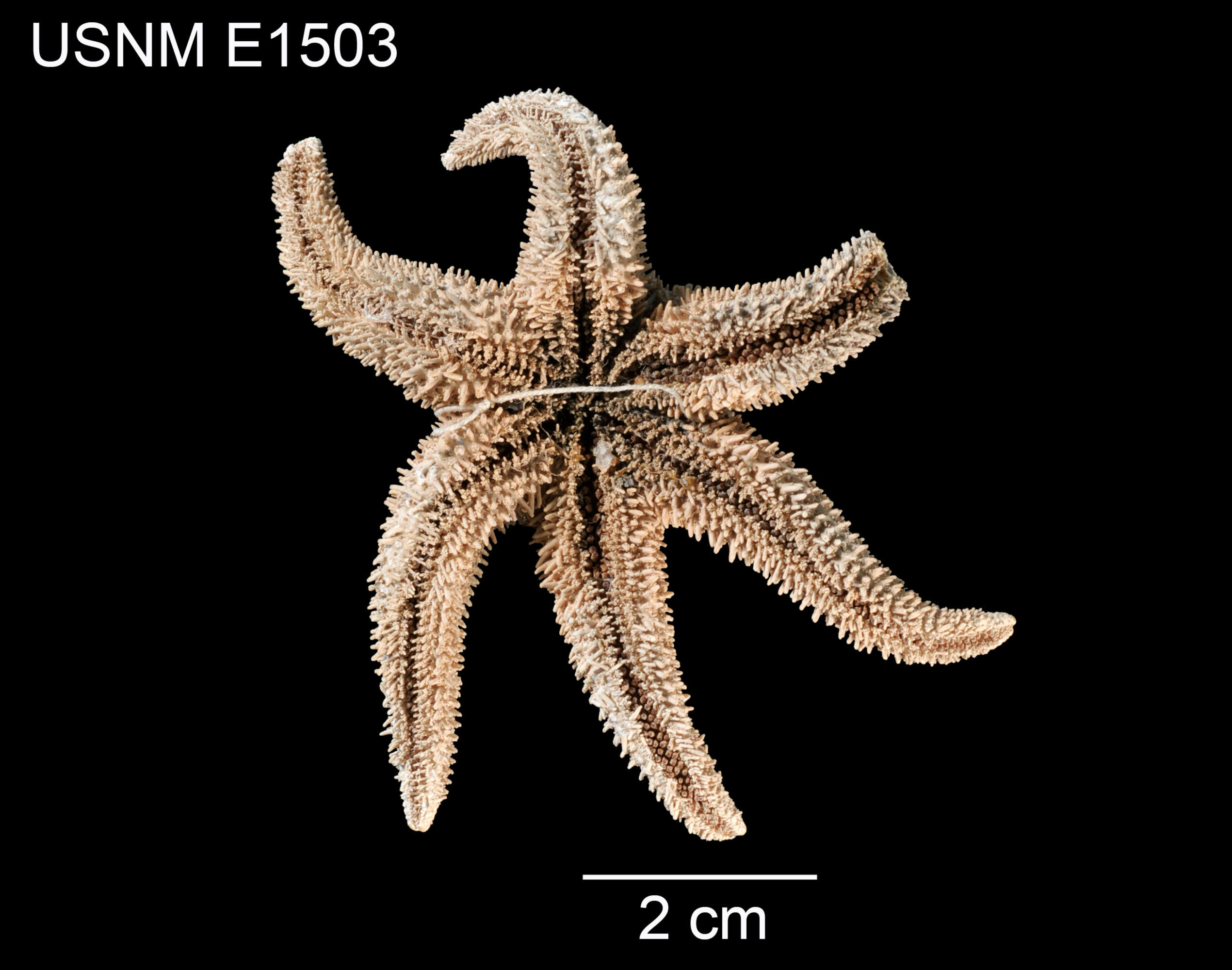 Image of Leptasterias (Hexasterias) alaskensis multispina Fisher 1930