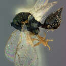 صورة Dineuticida dineutis (Ashmead 1894)