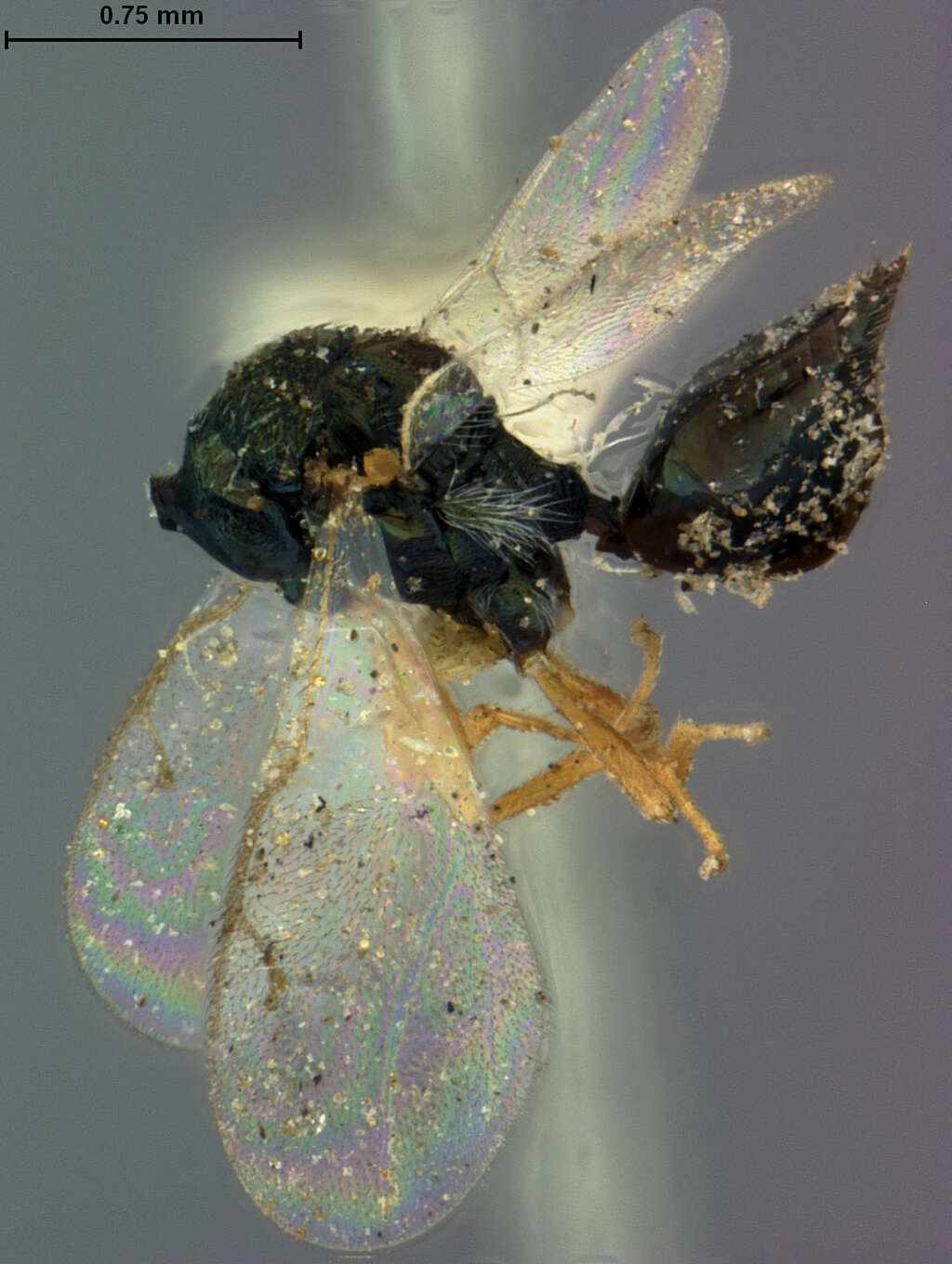 Image of Dineuticida dineutis (Ashmead 1894)