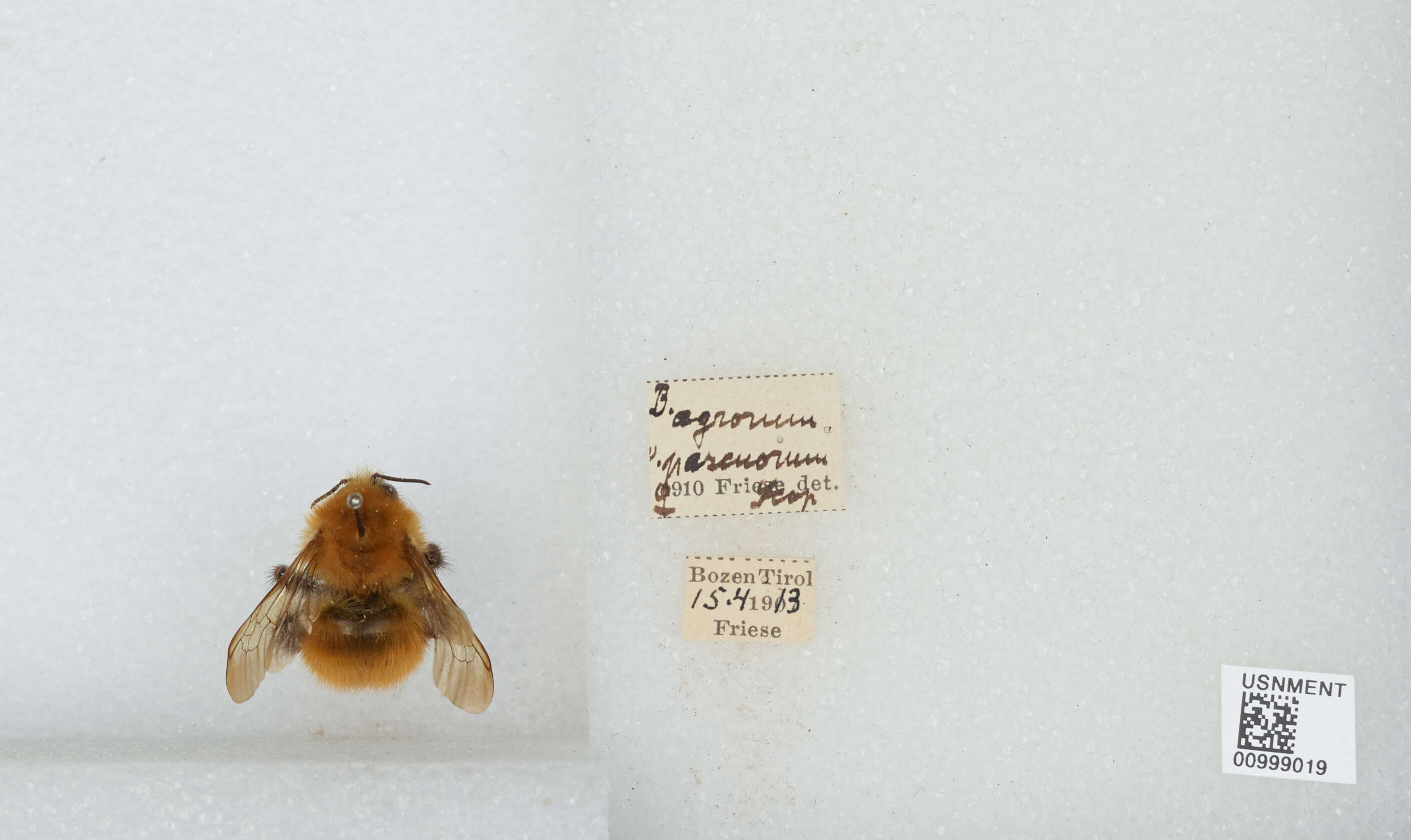 Image of Common carder bumblebee