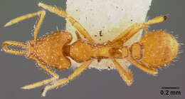 Image of Strumigenys mixta Brown 1953