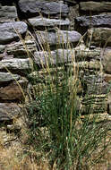 Image of sand dropseed