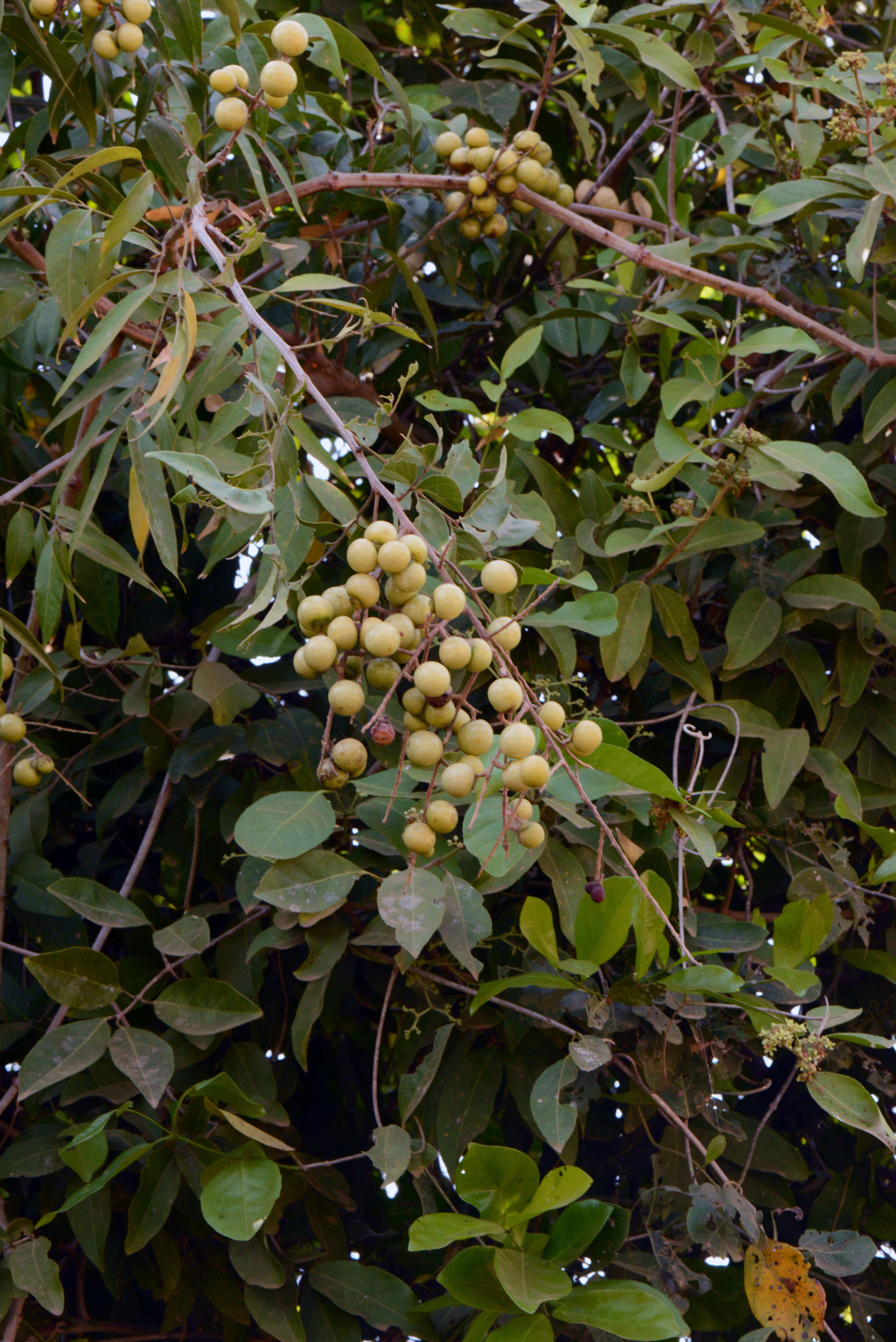 Image of wingleaf soapberry