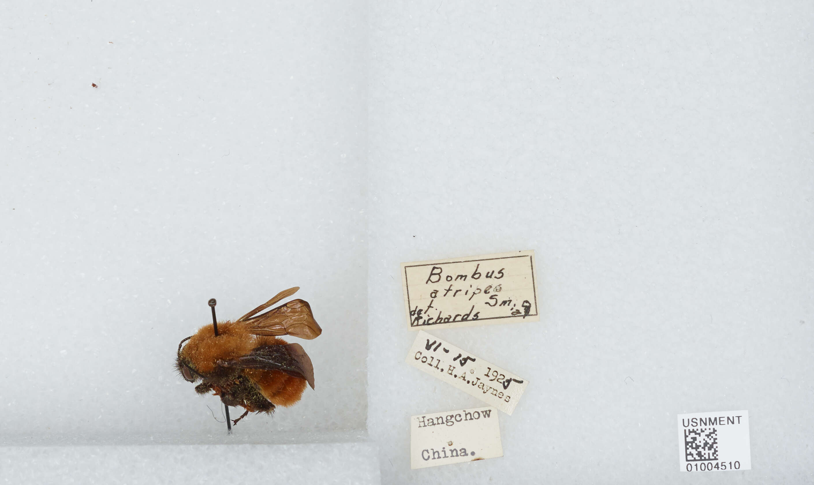 Image of Bombus atripes Smith 1852