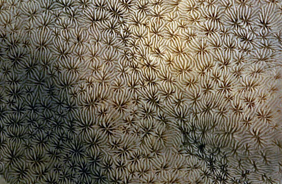 Image of Pavonia crassa var. loculata Dana 1846