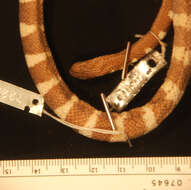 Image of Kloss' Sea Snake