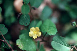 Image of Javanese fanpetals