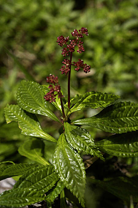 Image of Cliffside Clearweed