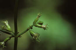 Image of Puerto Rico Hempvine