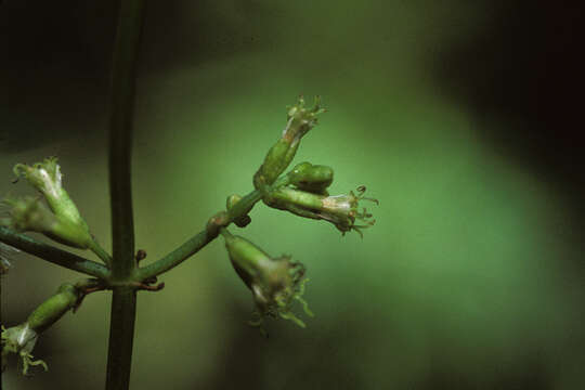 Image of Puerto Rico Hempvine