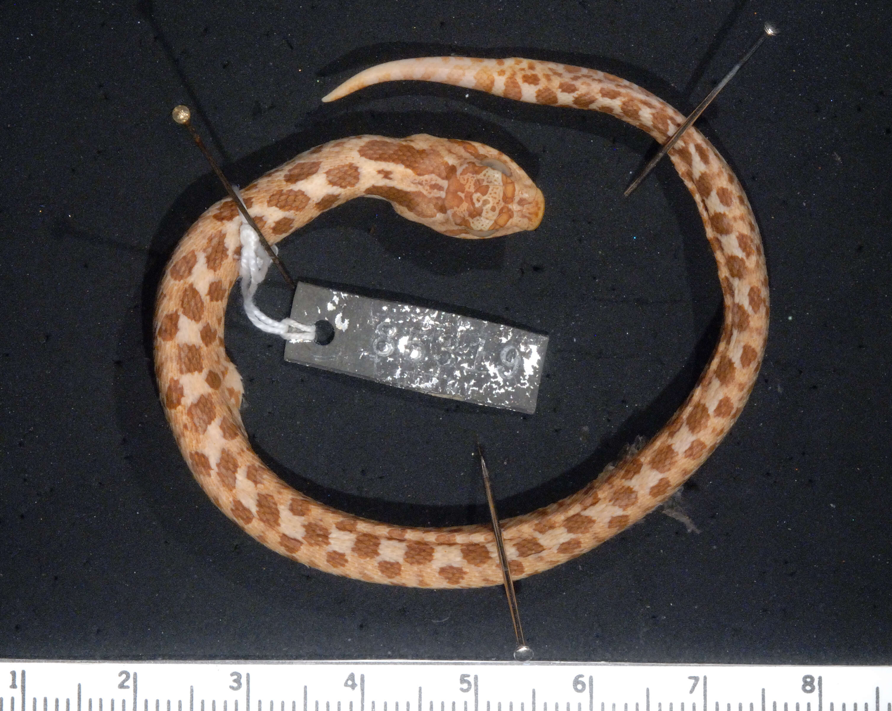 Image of Southern Hog-nosed Snake