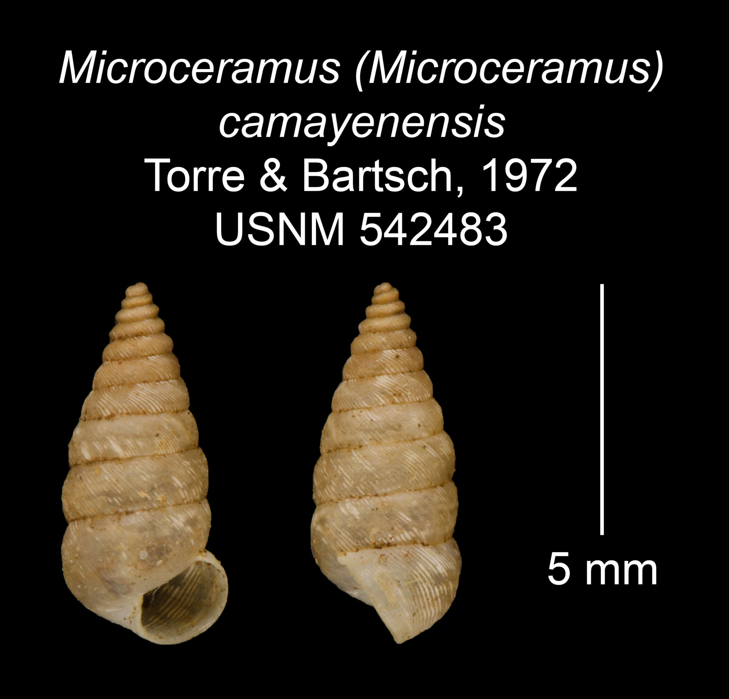 Imagem de Microceramus camayenensis C. Torre & Bartsch 2008