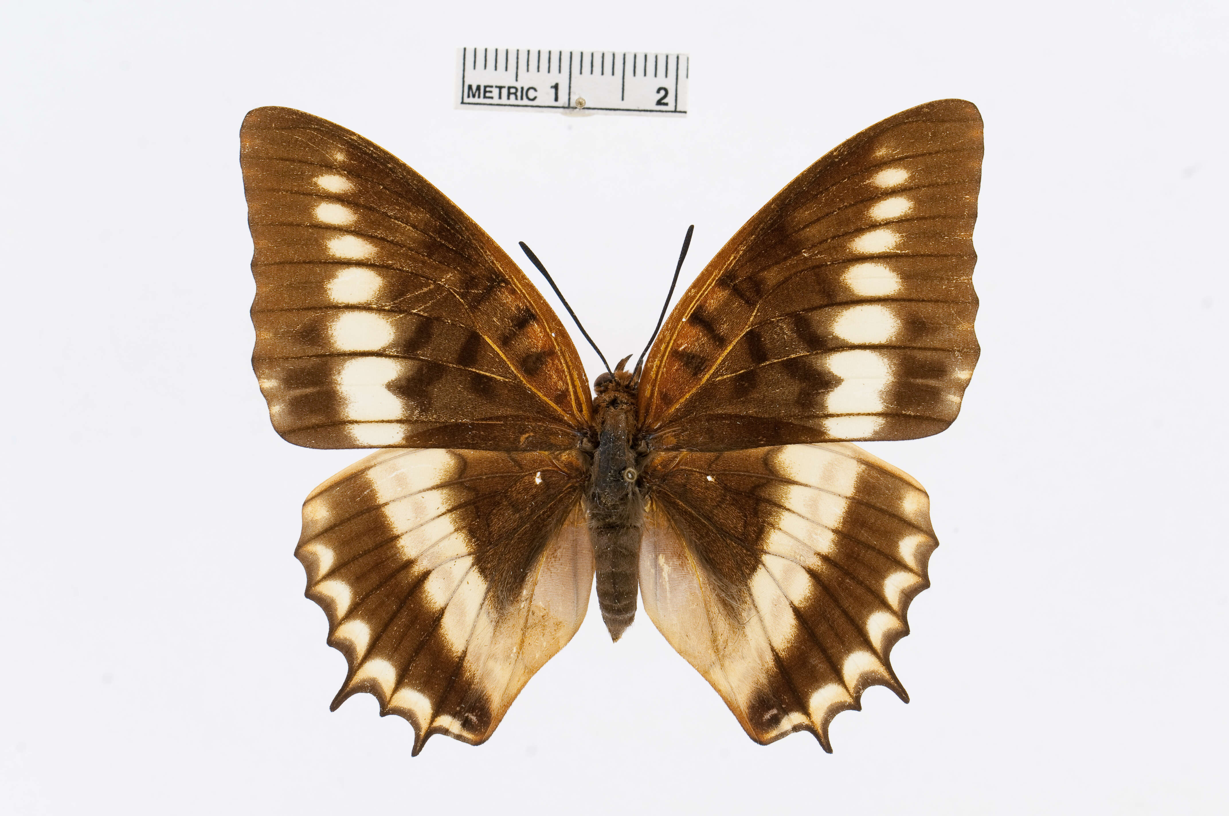 Image of Charaxes lucretius Cramer 1777