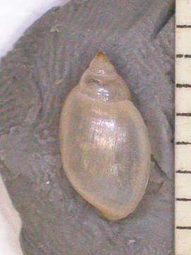 Physella venustula (Gould 1847)的圖片