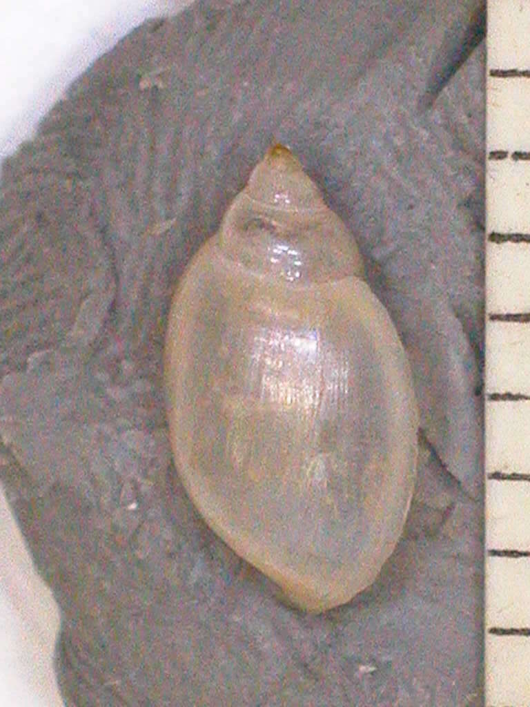Sivun Physella venustula (Gould 1847) kuva