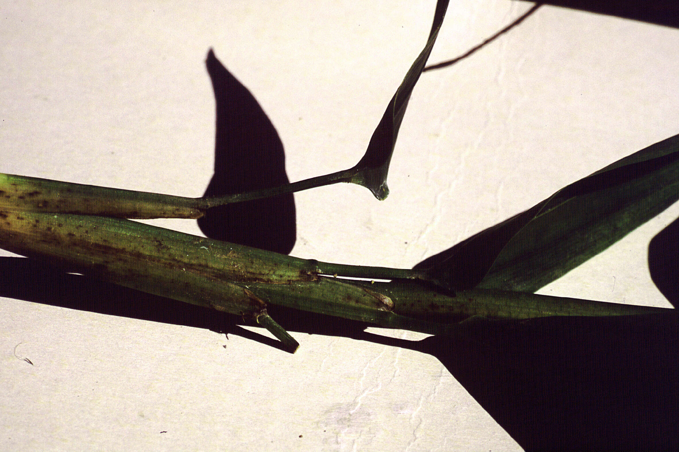 Plancia ëd Anomochloa marantoidea Brongn.