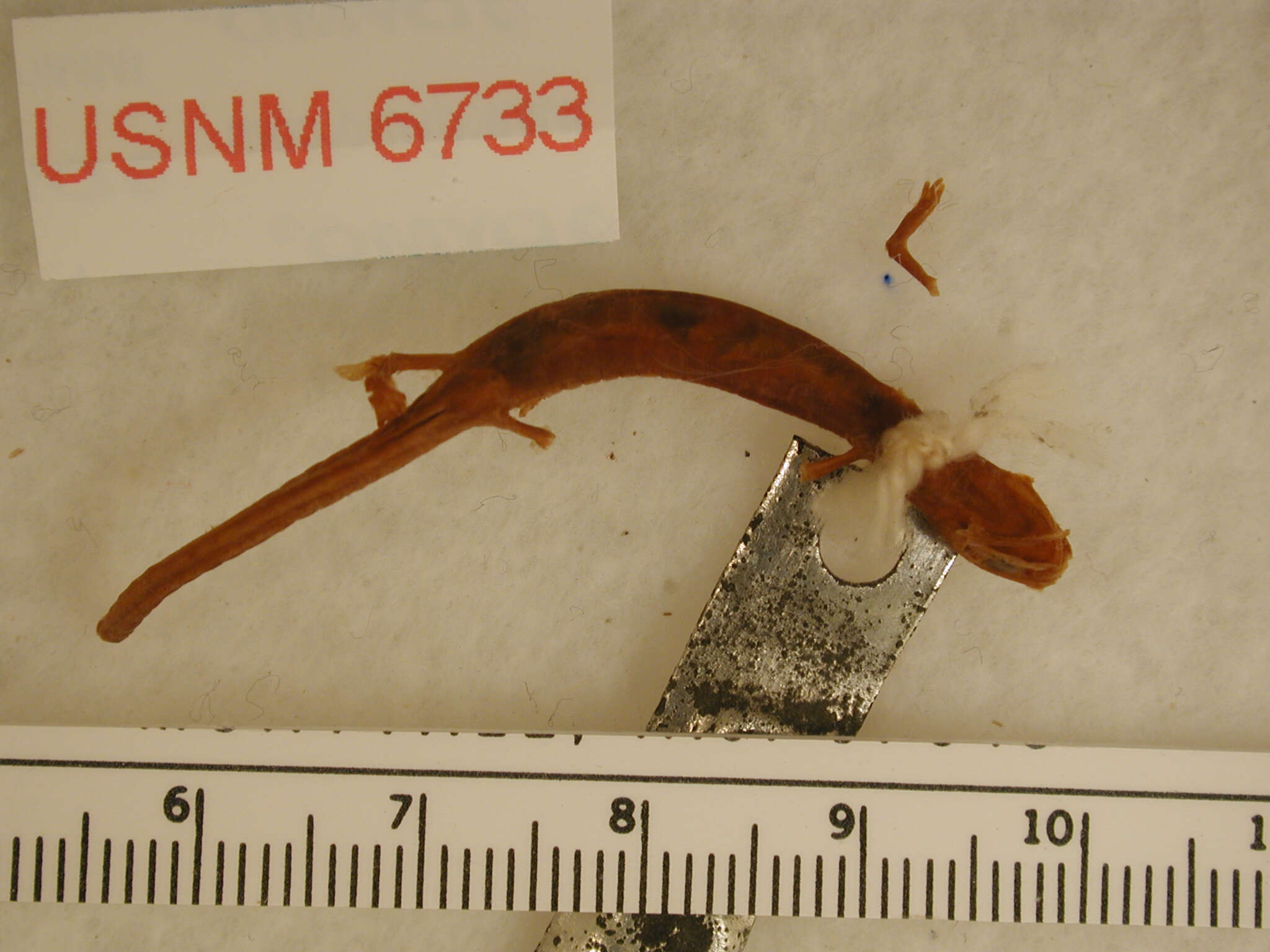 Image of Channel Islands Slender Salamander