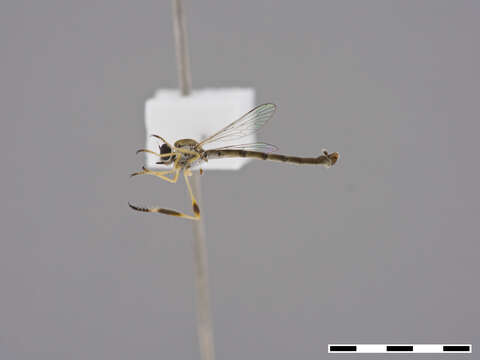 Image of Leptogaster aganniphe Janssens 1957