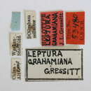Image of Leptura grahamiana Gressitt 1938