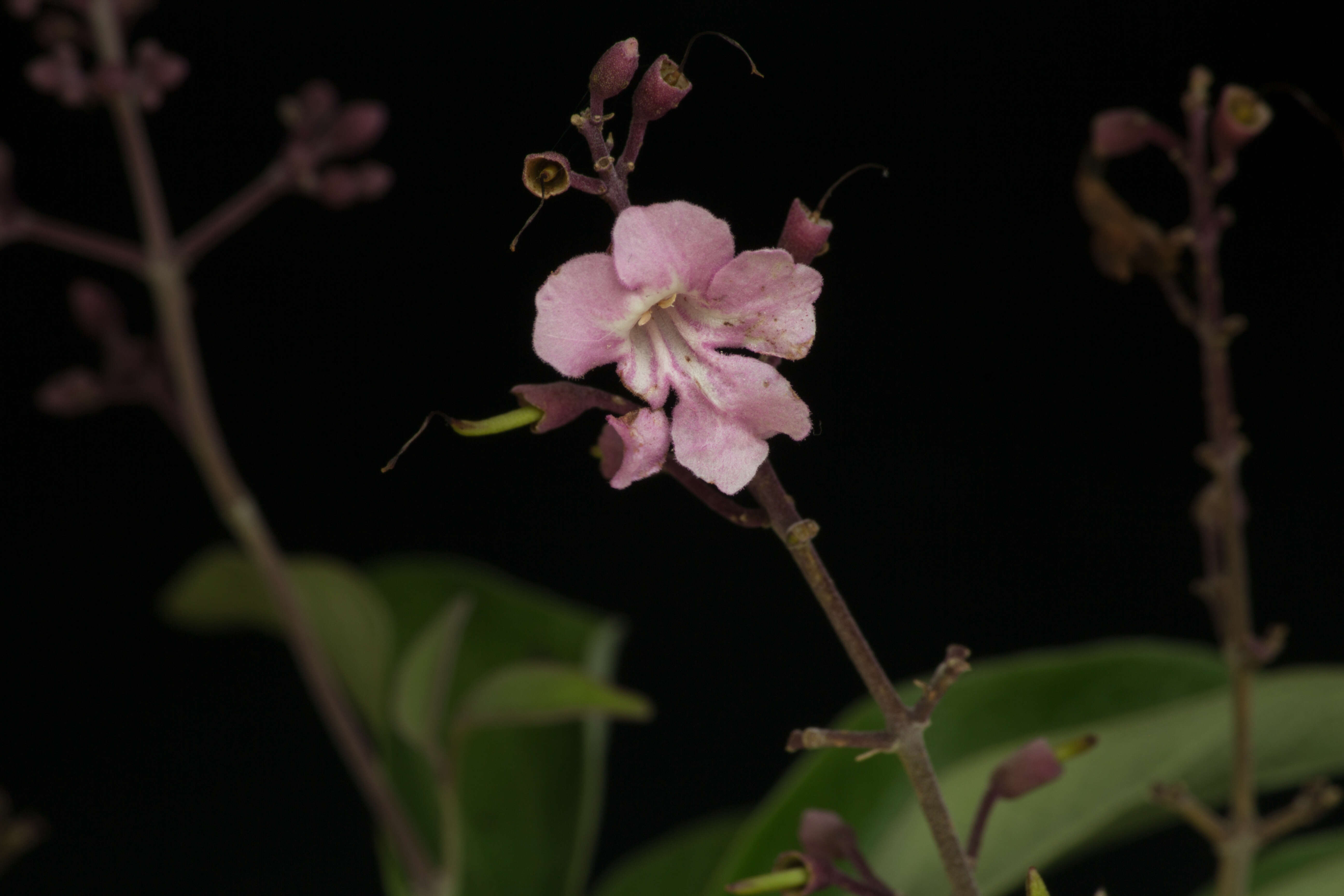 Image of Fridericia pubescens (L.) L. G. Lohmann