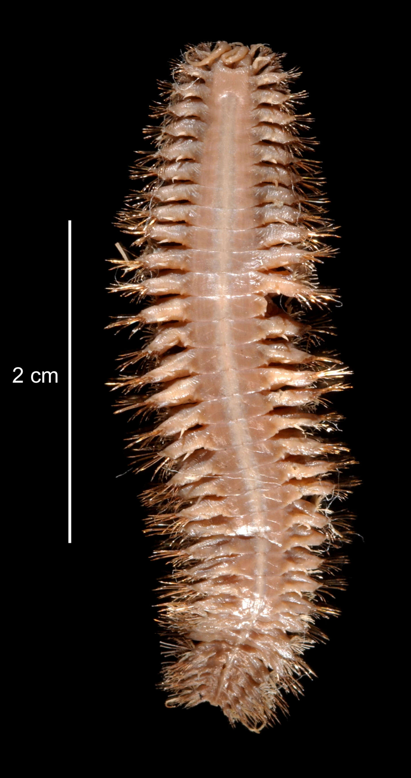 Image de Barrukia cristata (Willey 1902)