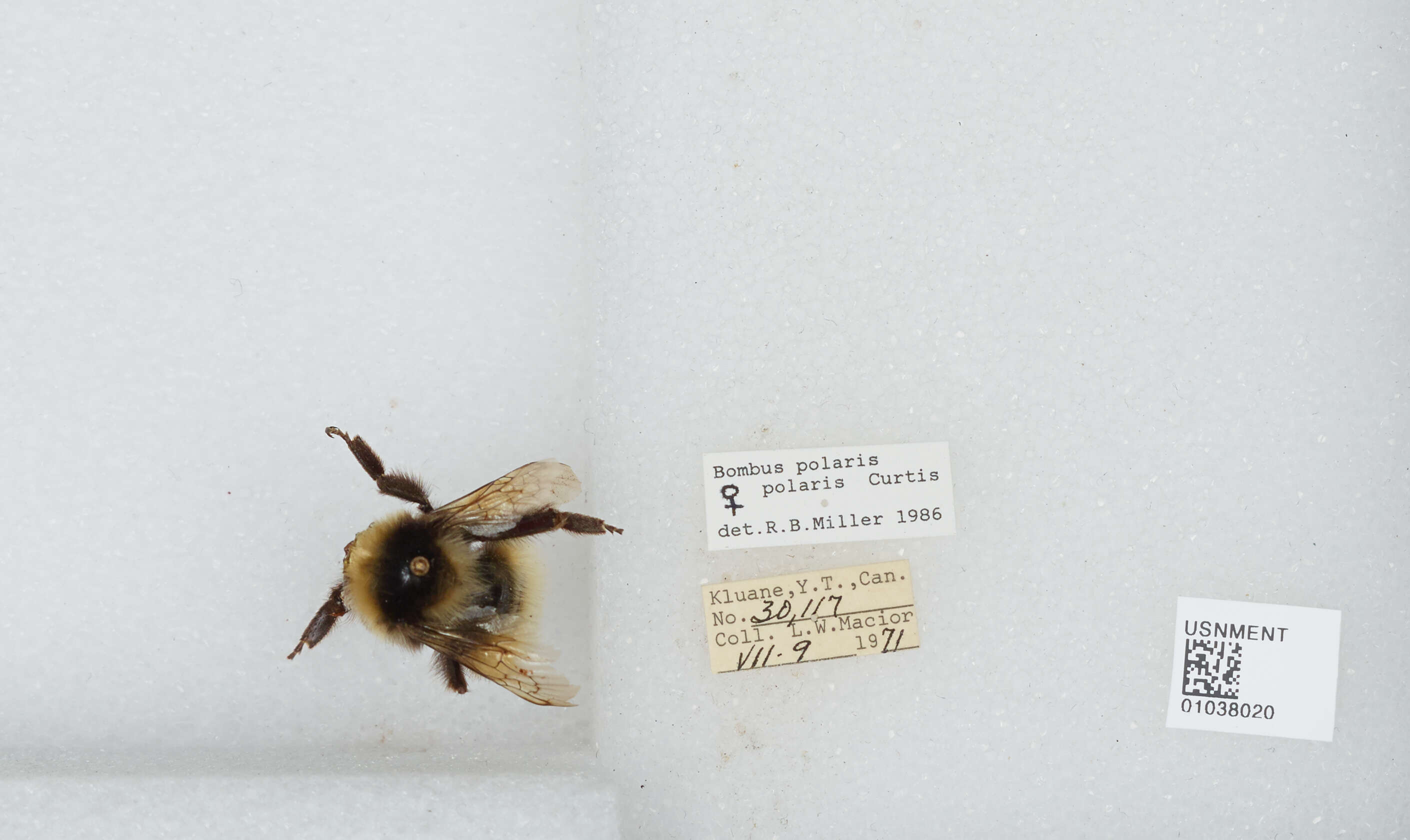 Image of Polar Bumble Bee