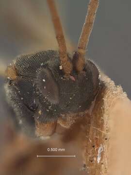 Image of Microplitis laticinctus Muesebeck 1922