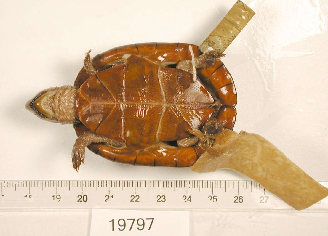 Image of White-lipped mud turtle