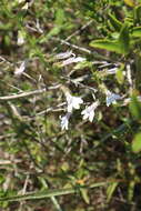 Image de Lobelia brevifolia Nutt. ex A. DC.