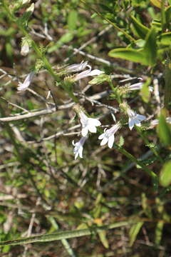 Plancia ëd Lobelia brevifolia Nutt. ex A. DC.