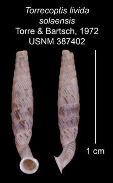 Imagem de Torrecoptis livida solaensis de la Torre & Bartsch 1972