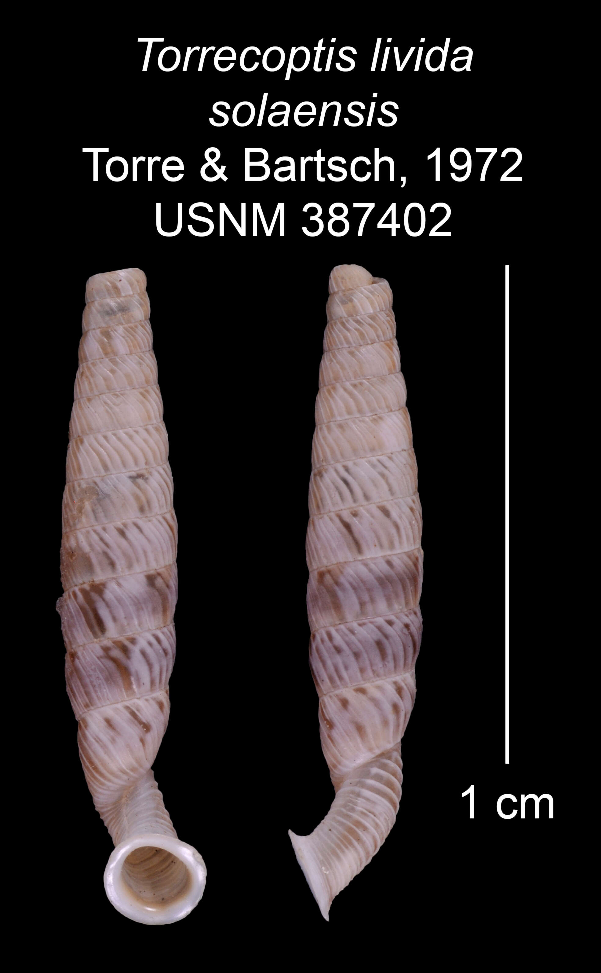 Imagem de Torrecoptis livida solaensis de la Torre & Bartsch 1972