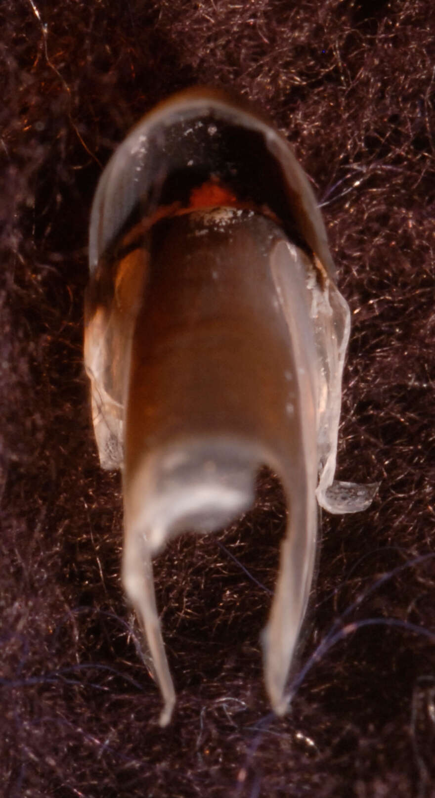 Image of Discoteuthis discus Young & Roper 1969