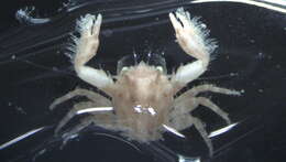 Image of striped porcelain crab