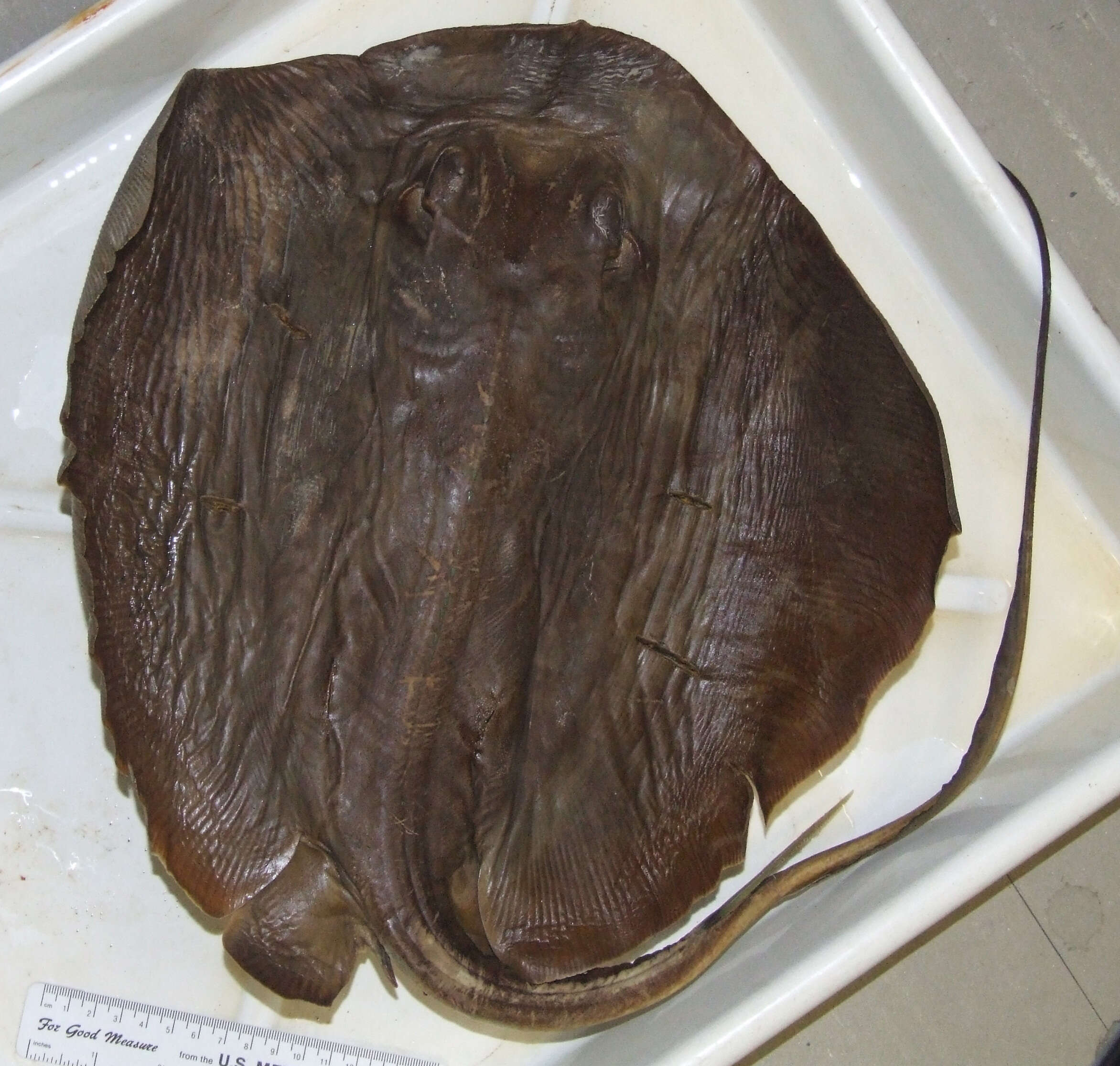 Image of Southern stingray